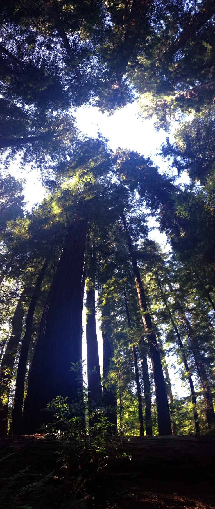 Redwood Majesty