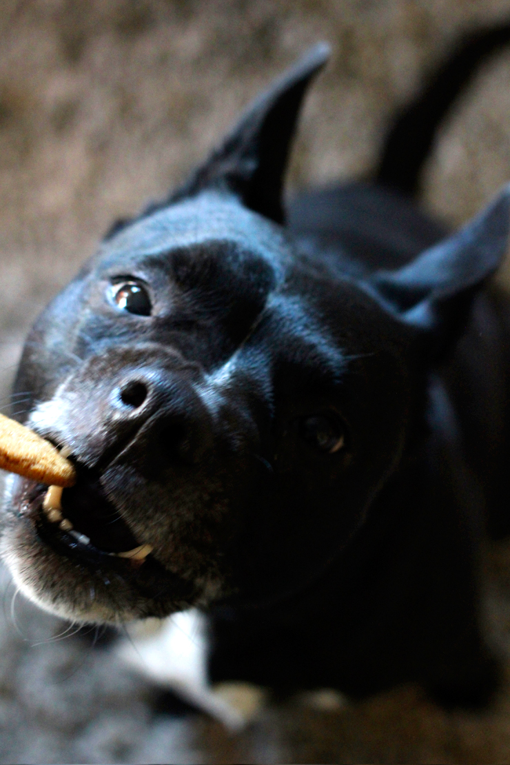 GingerMolassesCookieMonster1 Pixel eats an unglazed ginger molasses cookie