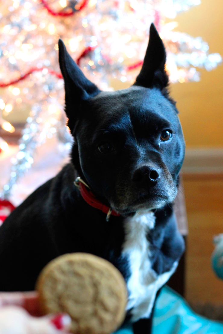 GingerMolassesGoodGirl This recipe for ginger molasses cookies is Pixel's favorite.