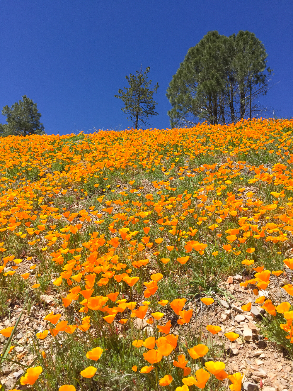Figueroa Mountain Poppies