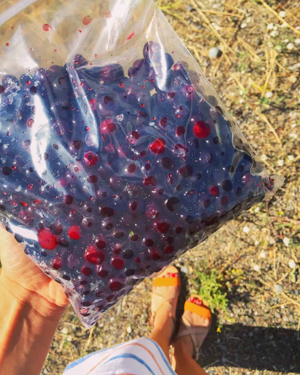 fresh picked huckleberries