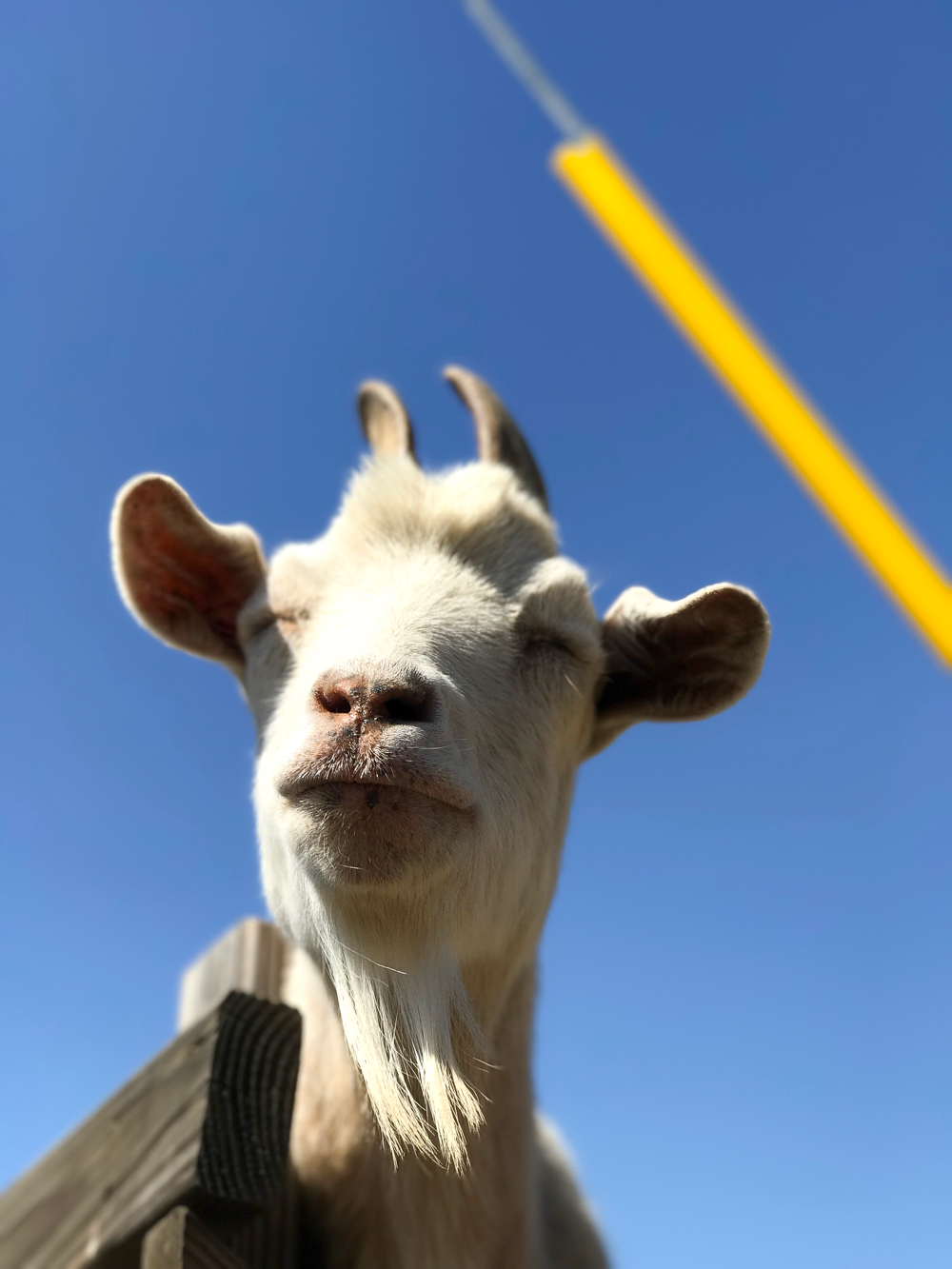 How sweet is this silly grinning goat with his beautiful long beard. <3