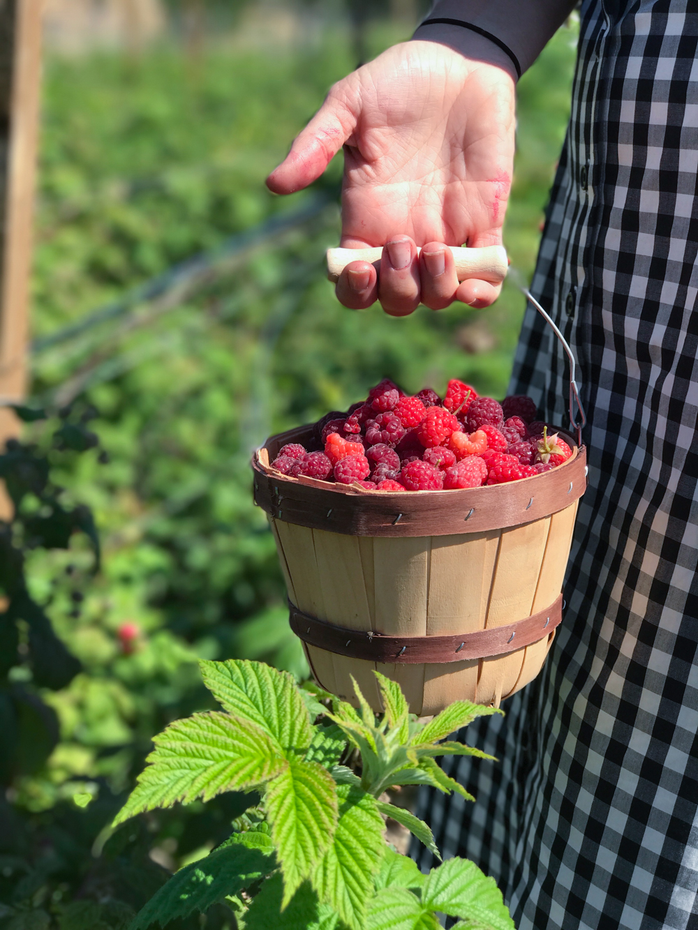 Even the berry picking baskets are adorable at Folded Hills.