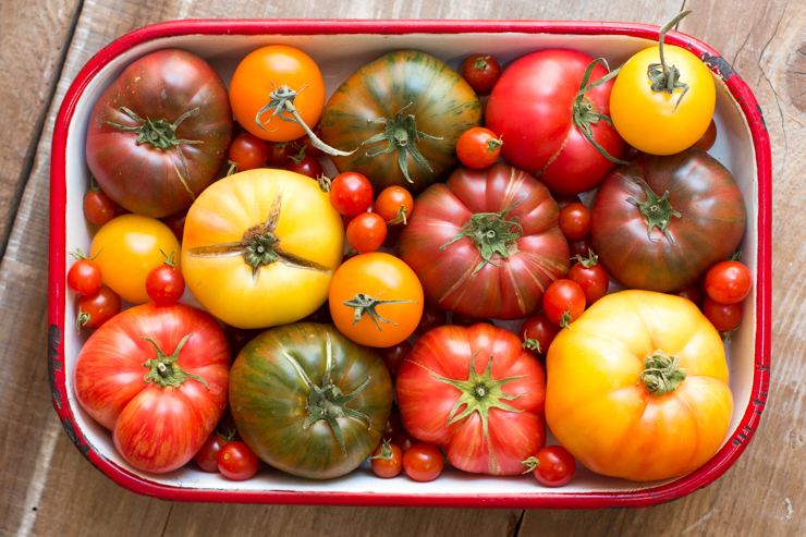 A bunch of colorful tomatoes I picked up at the market.