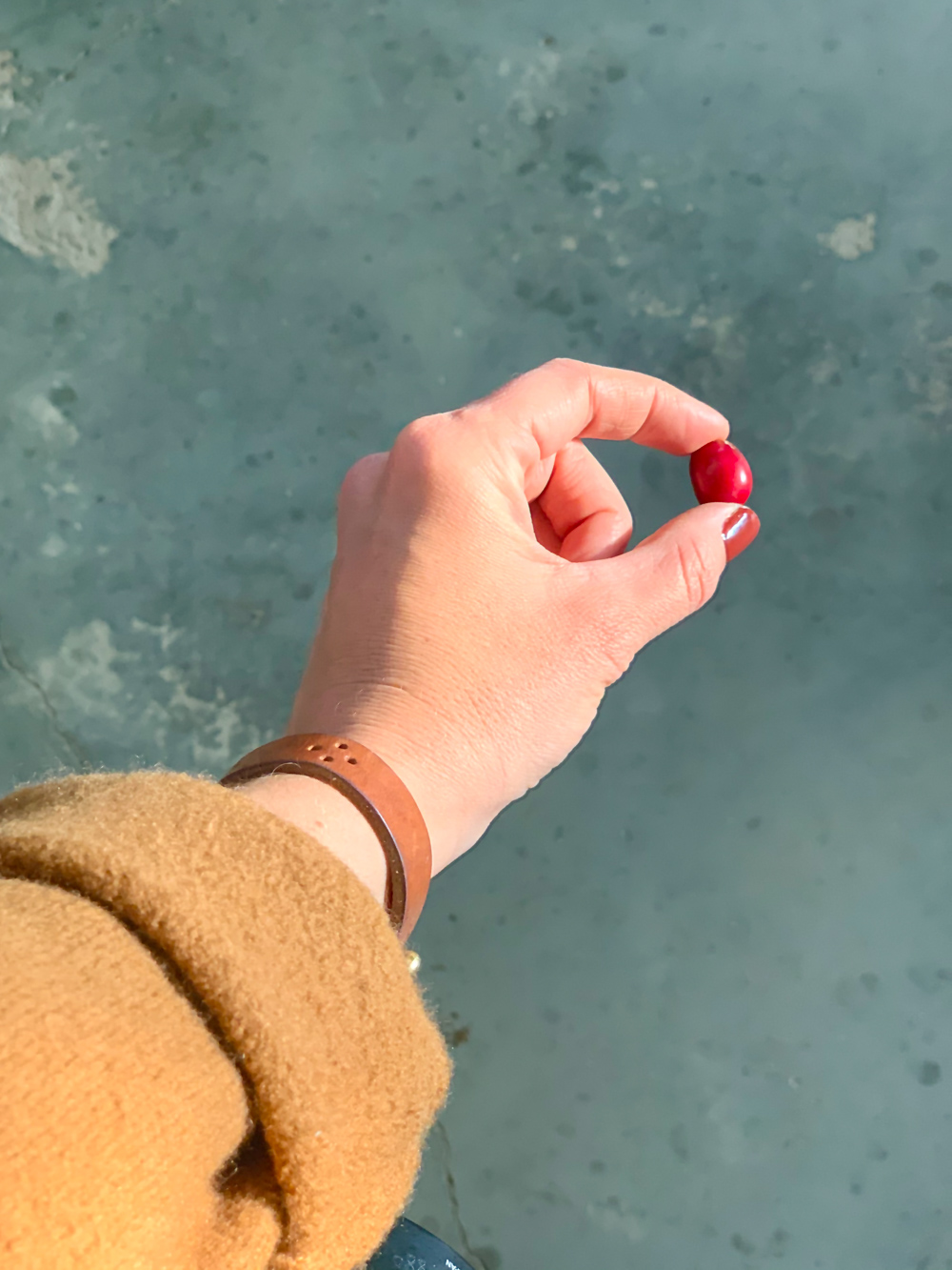 A fresh picked coffee berry at Frinj Coffee in Goleta, CA.