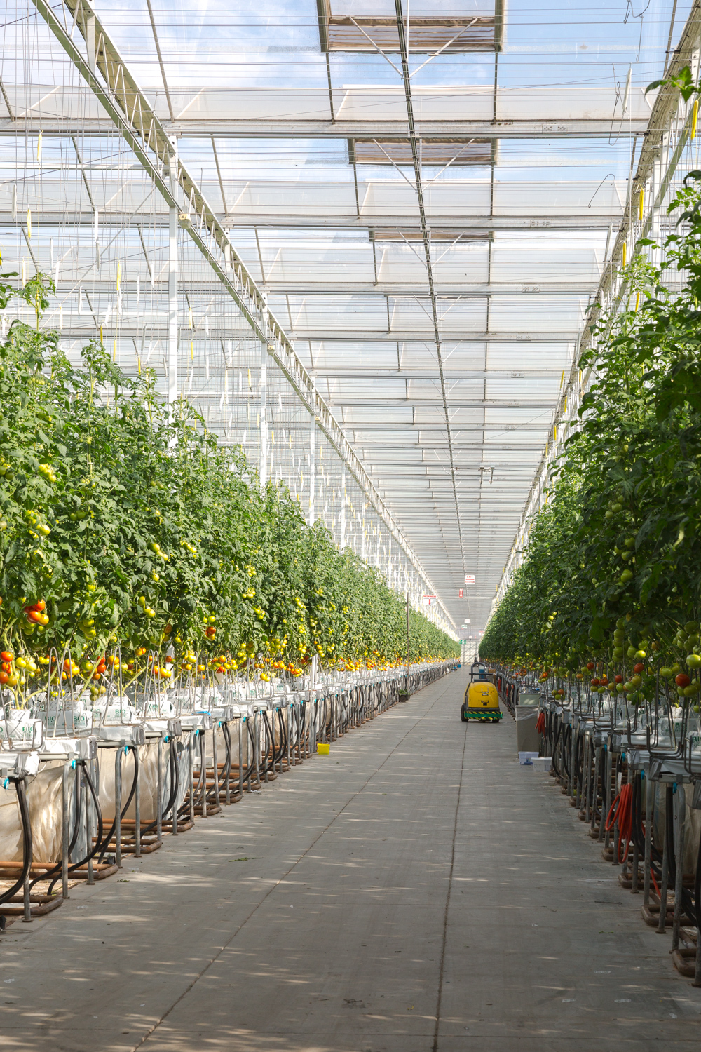 Houweling's tomato greenhouse in Camarillo, CA
