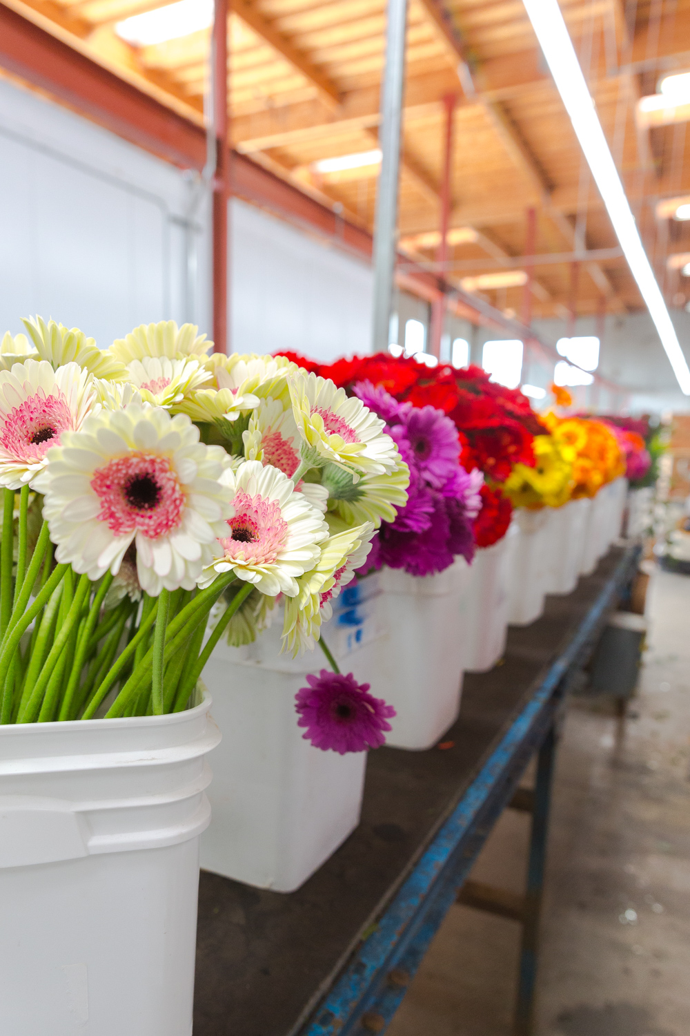 Gerberas at Ocean Breeze Farms in Carpinteria, CA.