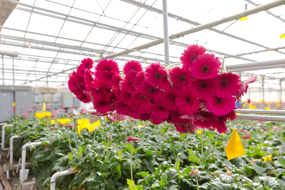 Picking flowers at Ocean Breeze Farms in Carpinteria, CA.