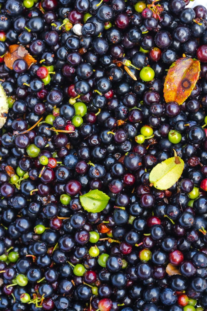 Fresh picked huckleberries