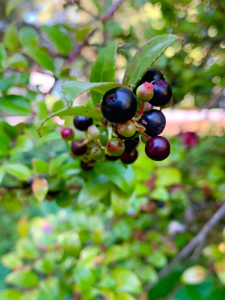Picking huckleberries