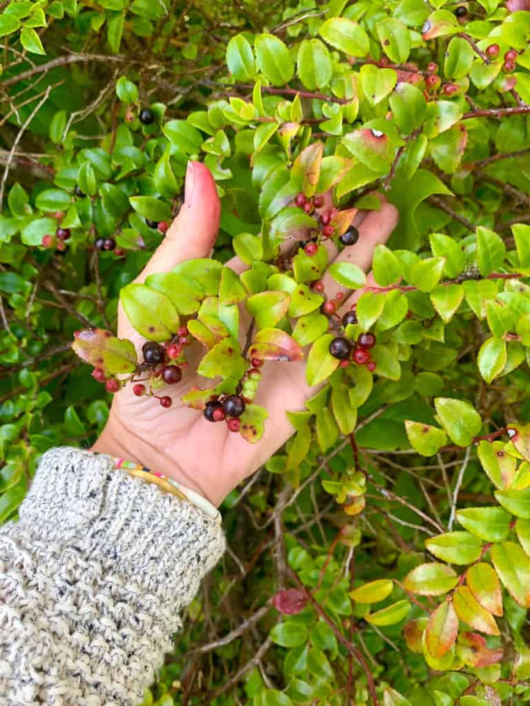 Picking huckleberries
