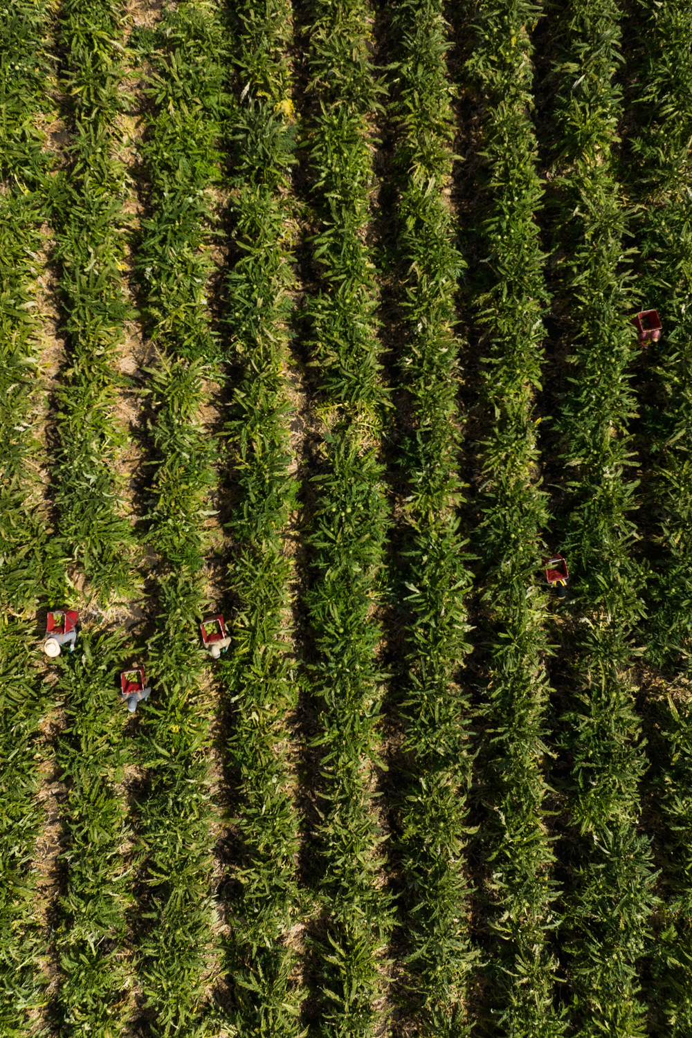 Ocean Mist Farms artichoke field. Photo by James Collier