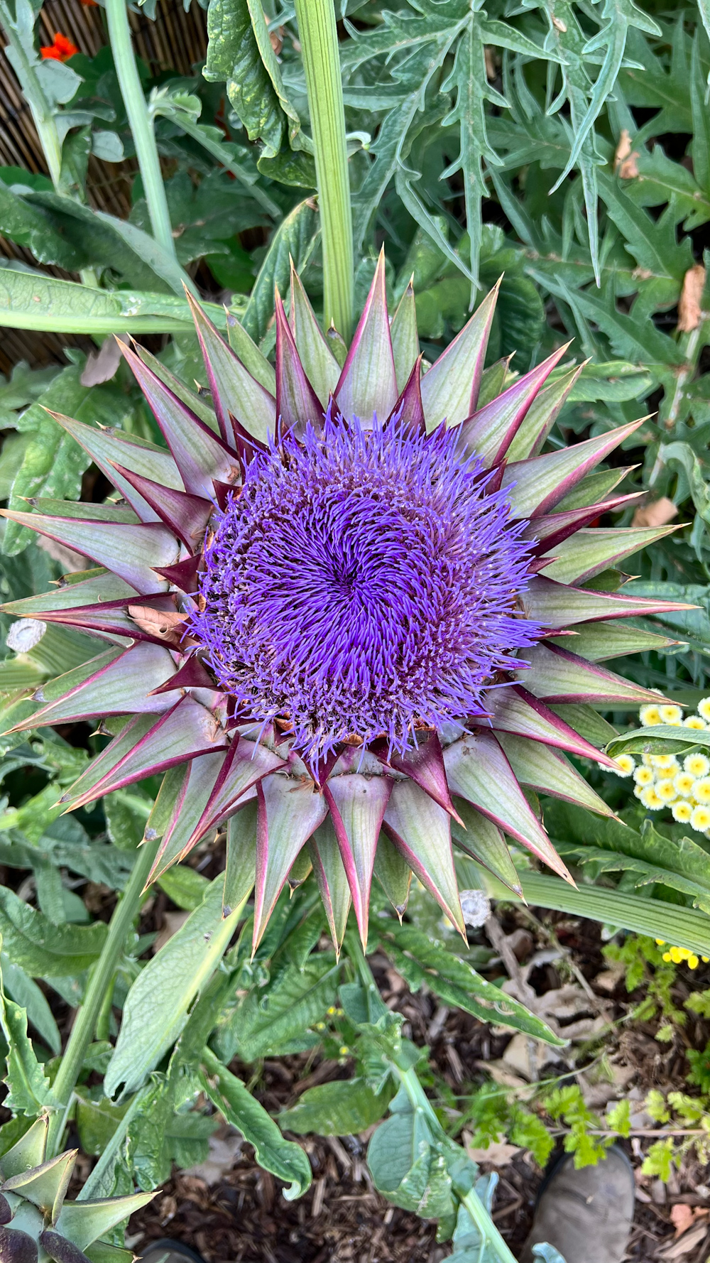 Kyle's artichoke plant
