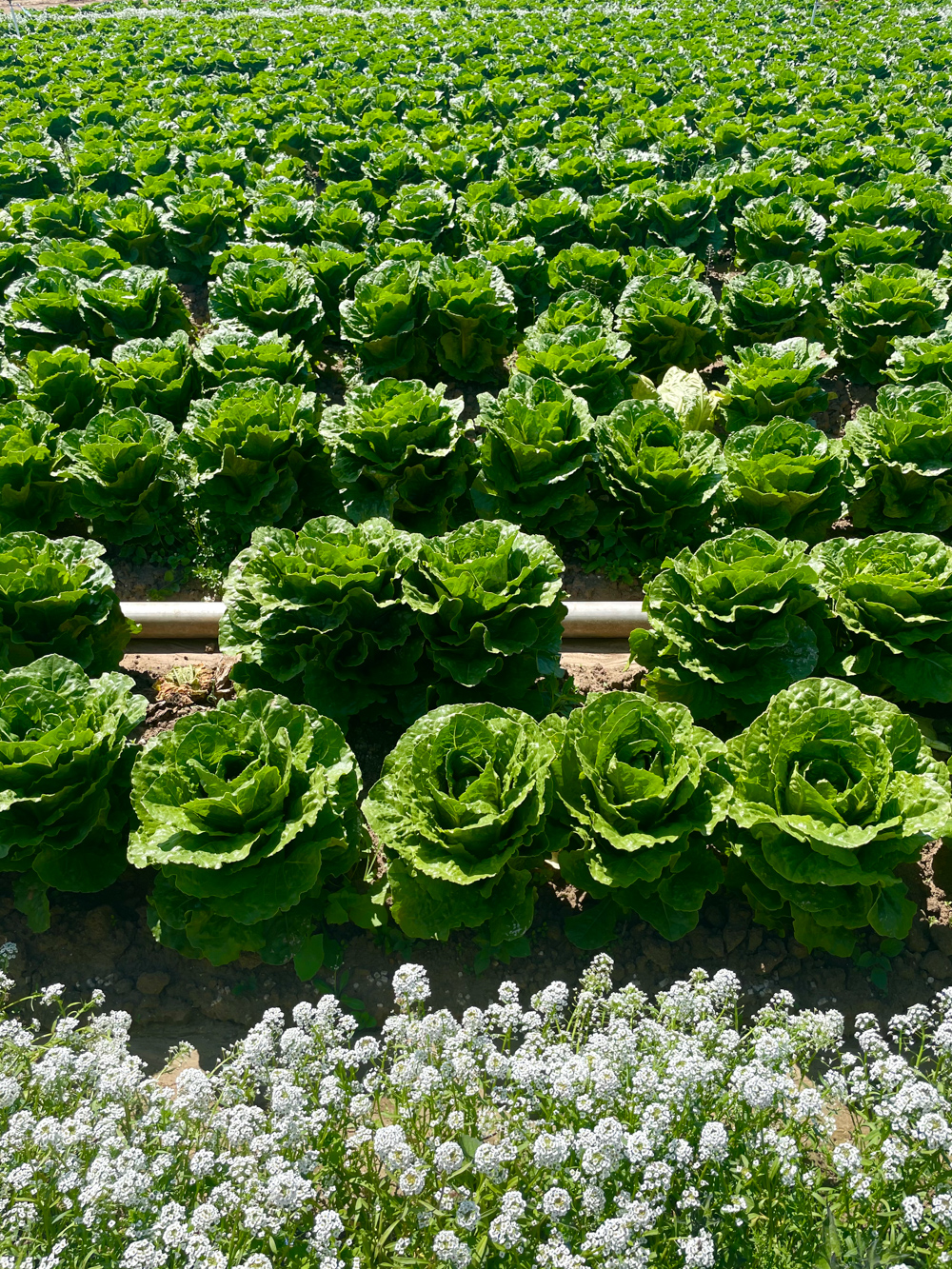 Rows of lettuce at Lakeside Organic Farms