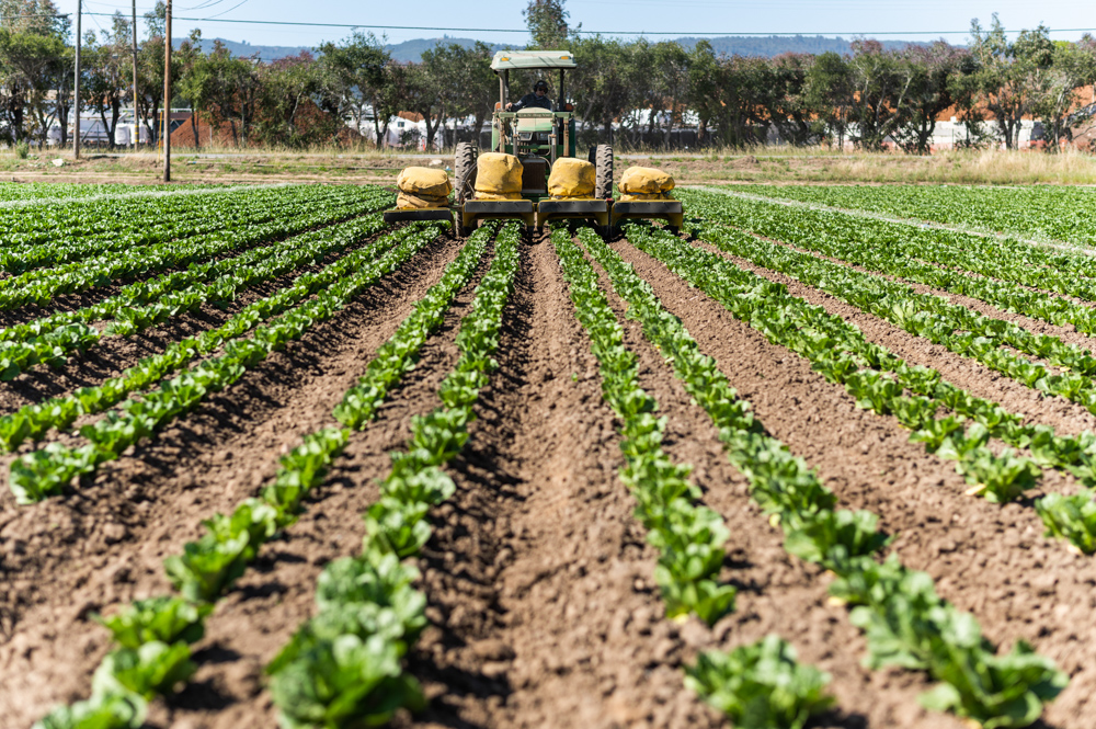 The bug vacuum in action at Lakeside Organic Farms