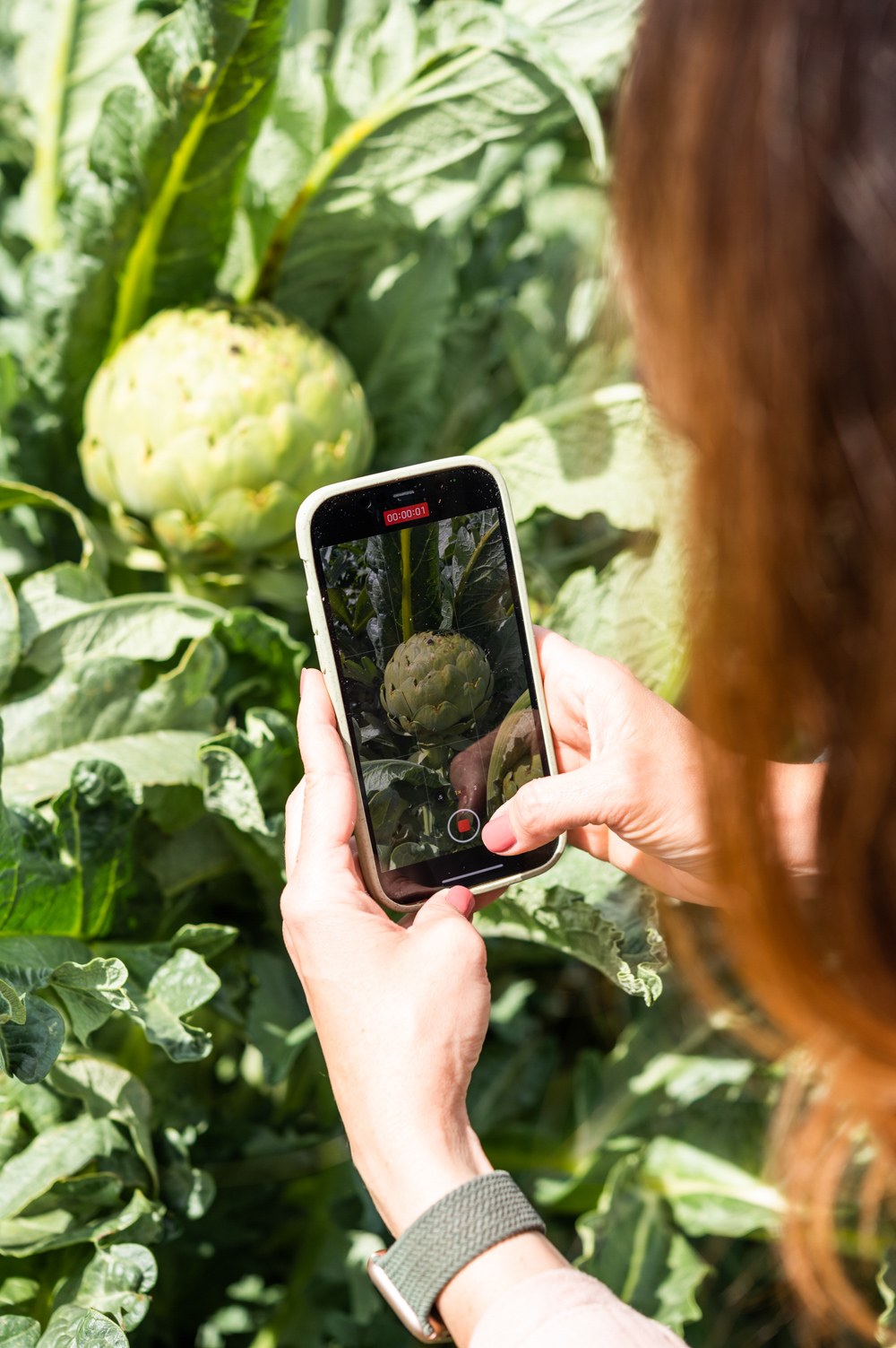 Becky photographing artichoke