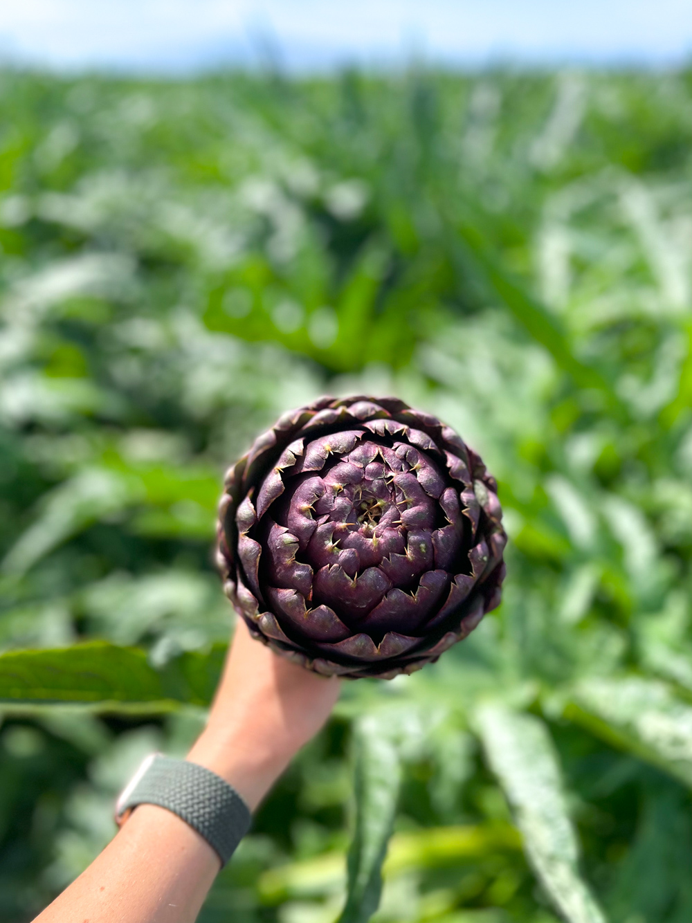 Fresh picked purple artichoke