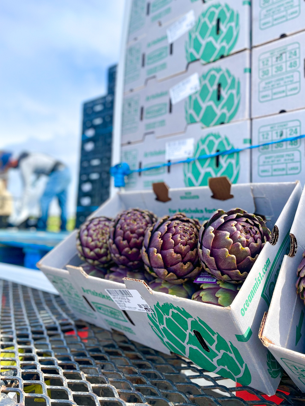 boxing up artichokes