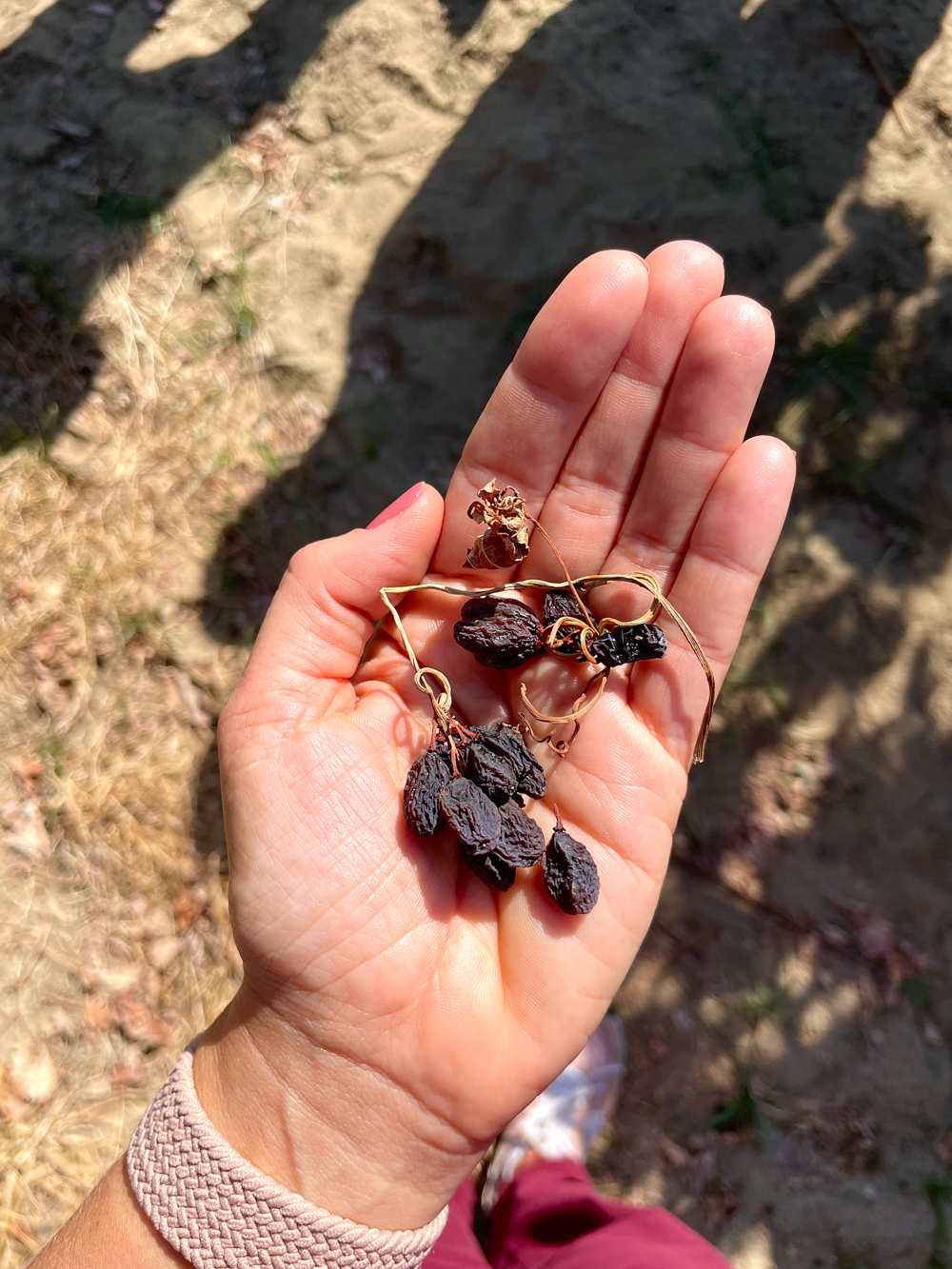 Selma Pete DOV Raisins