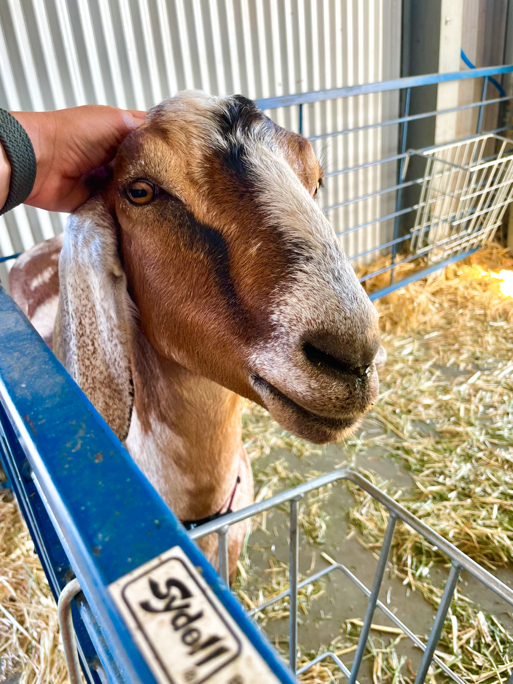 Dottie the goat at Rocky Oaks Goat Farm
