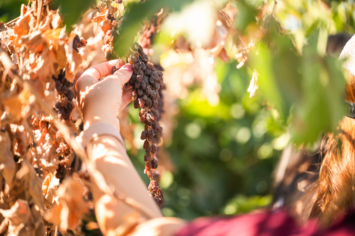 Picking DOV raisins