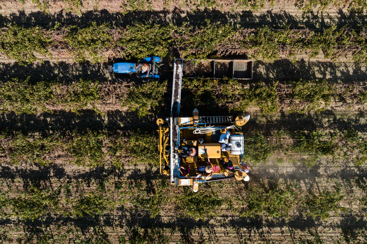 Riding a Raisin Harvester in Madera, CA