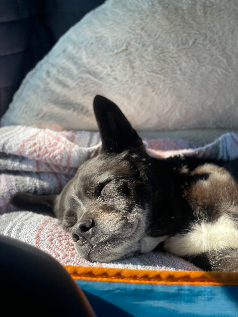 Sweet Pixel sleeping