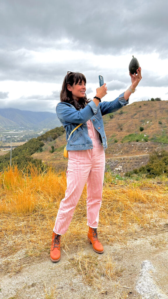 Fresh picked Avocado at Fairfield Farms