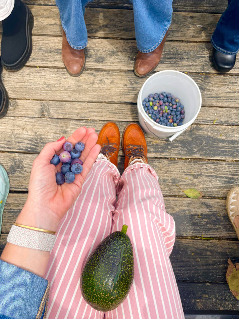 A handful of blueberries from Fairfield Farms