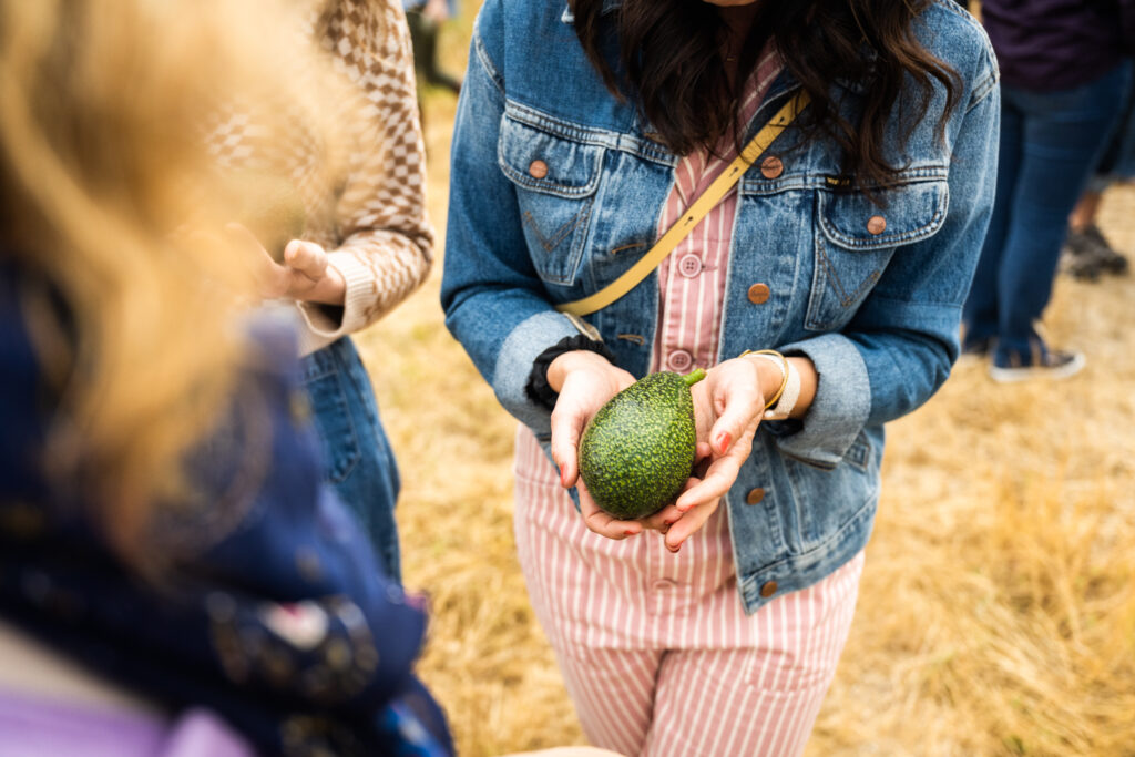 Fresh picked avocado from Fairfield Farms