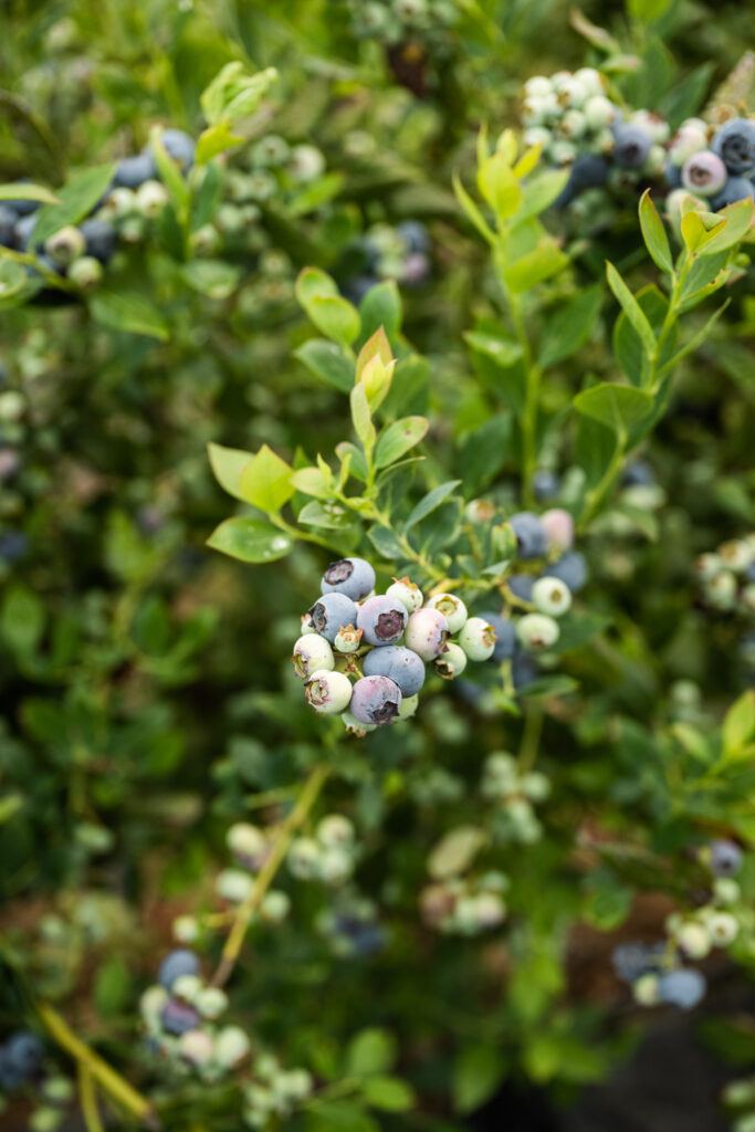 Blueberries at Fairfield Farms in Pauma Valley, CA