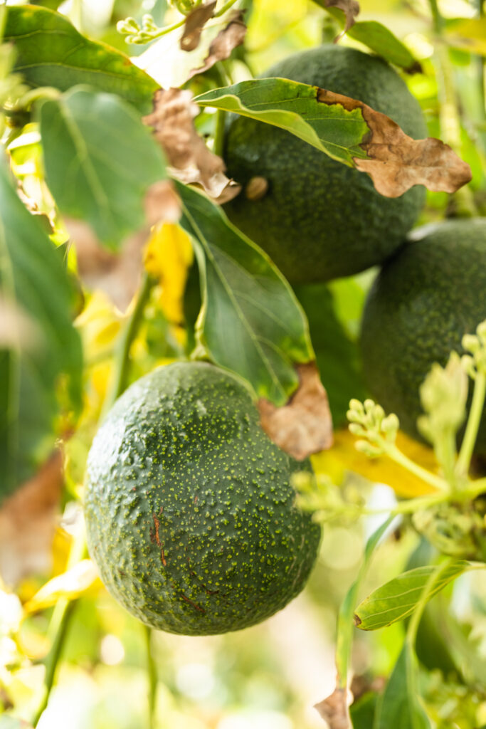 Avocado at Fairfield Farms in Pauma Valley, CA