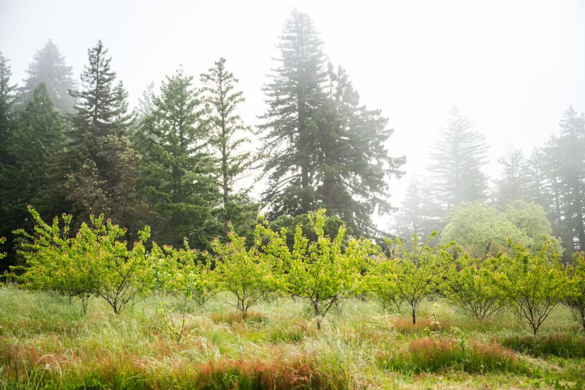 Paprika-Studios-CAG-Feature-Sea-to-Sky-Farms-7429