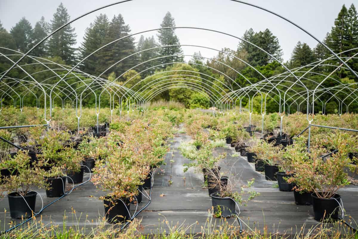 Paprika-Studios-CAG-Feature-Sea-to-Sky-Farms-7457