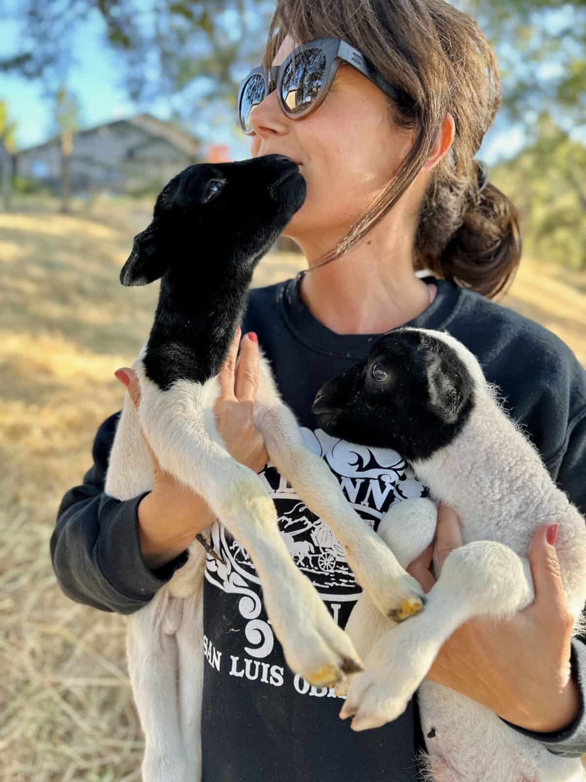 Pavlova & Curd lambs