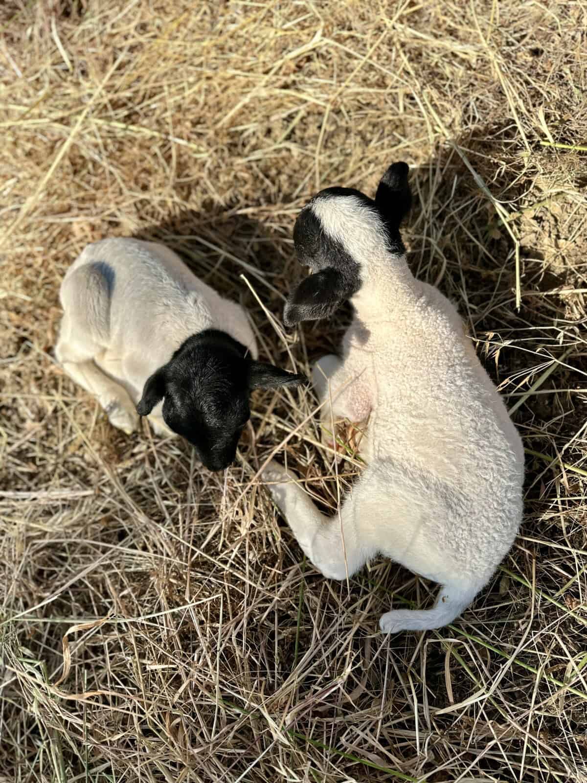 Twin Lambs at Cool Ranch