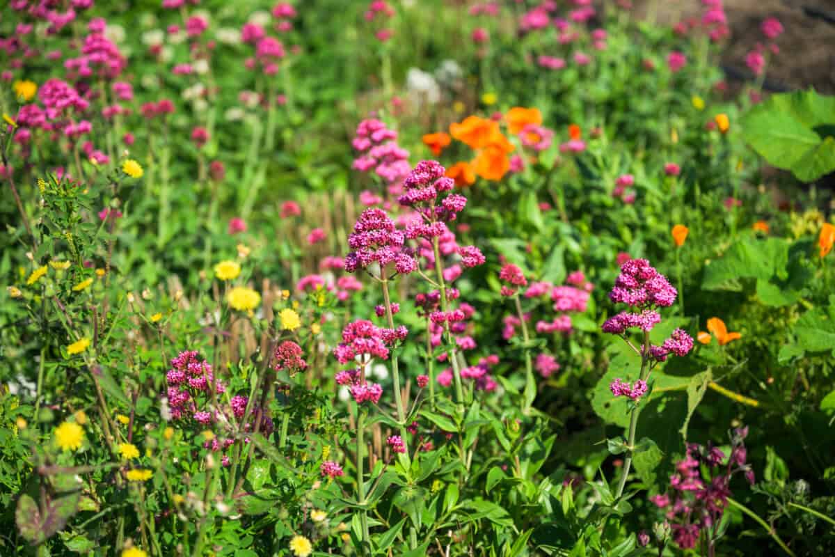 City Farm SLO pollinators