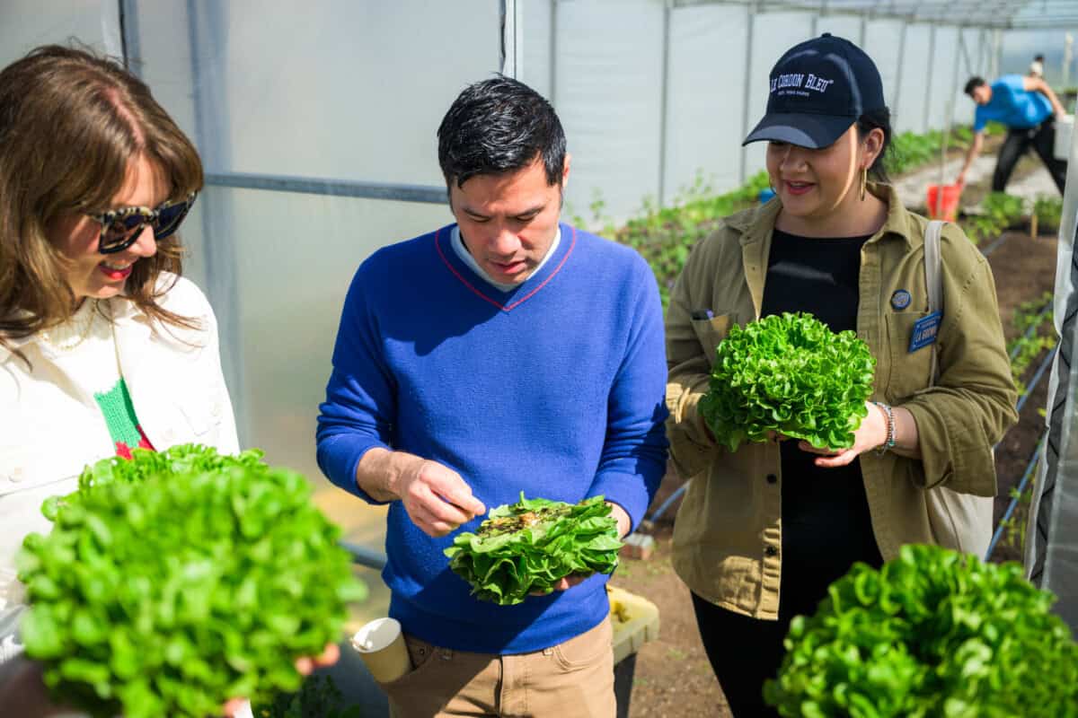 Lettuce from City Farm Slo