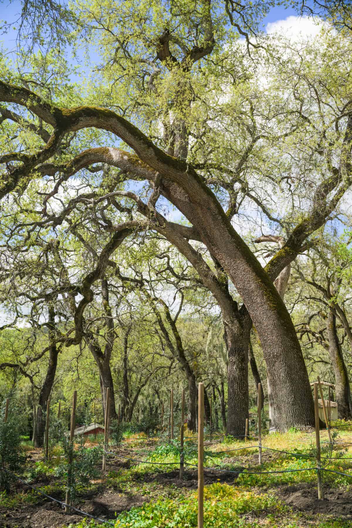 Pasolivo olive trees